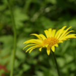 Plantes rares La Ferté-81