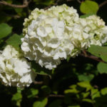 Plantes rares La Ferté-82