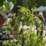 Plantes rares La Ferté-83