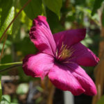 Plantes rares La Ferté-84