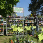 Plantes rares La Ferté-85