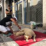 chiendesable (1 sur 6)