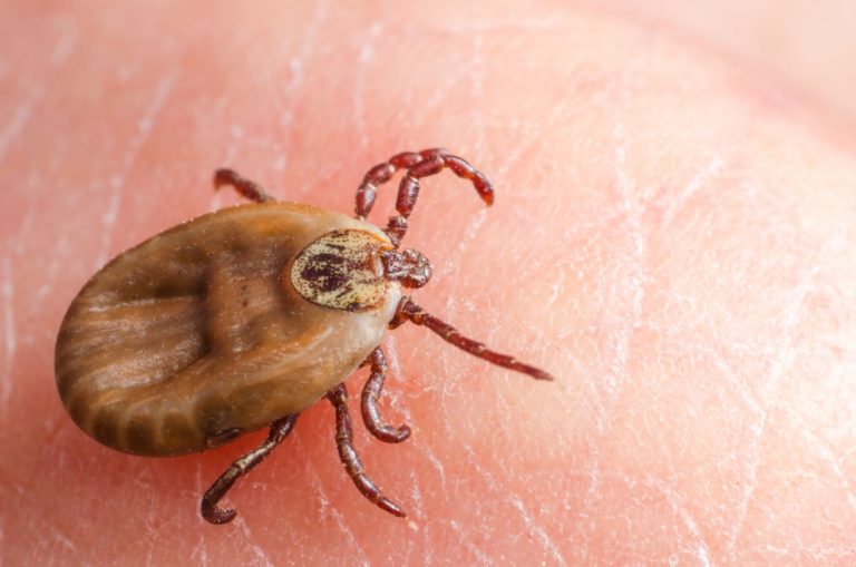 Le cri de Lyme