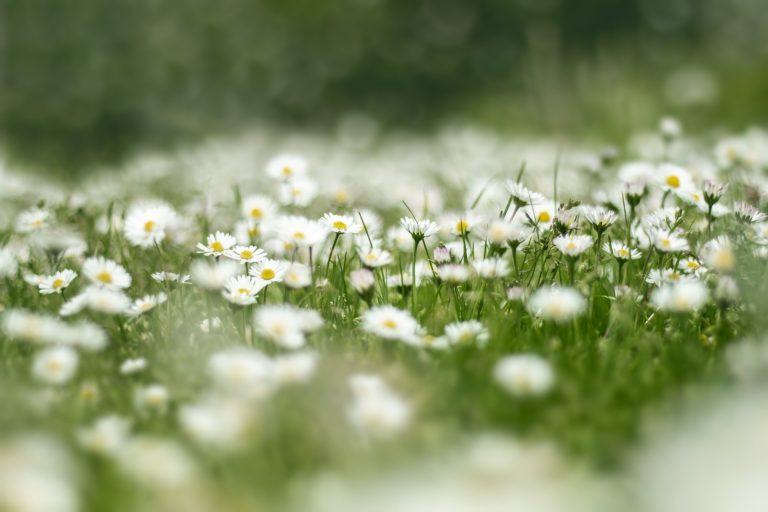 CP CAPEN : Droit de dérogation aux préfets : l’environnement sacrifié !