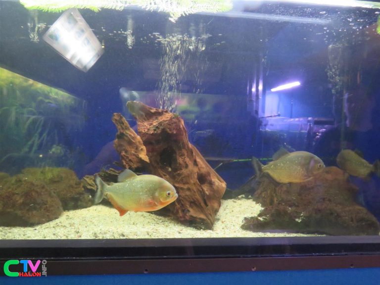 Au 46, Grande Rue, les poissons de l’aquarium municipal n’ont pas faim… Joël Petit, veille sur eux