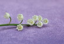 Un 1er mai sans manifestation, sans vendeurs de muguet, mais pas sans revendications….