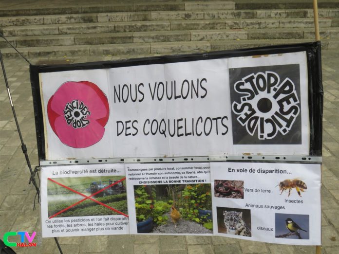 Coquelicots juillet 2020 (6)_GF