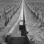 Labour vigne-101