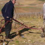 Labour vigne-46