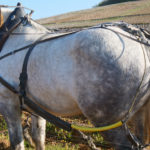 Labour vigne-62
