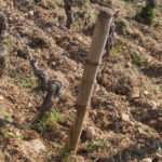Labour vigne-84