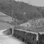 Labour vigne-87