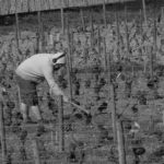 Labour vigne-88