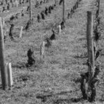 Labour vigne-89