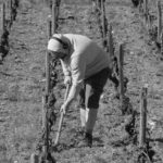 Labour vigne-90