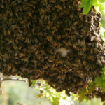abeille-116