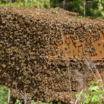 abeille-144