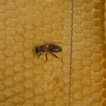 abeille-146