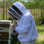 abeille-201