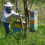 abeille-202