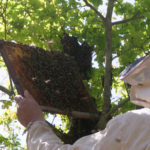 abeille-32