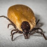 Lyme, le danger s’étend