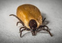 Lyme, le danger s’étend