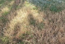 CP Chalon: arrêt complet de l’arrosage du patrimoine vert