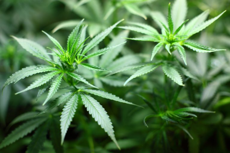 Une trentaine de sénateurs signent pour la légalisation du cannabis