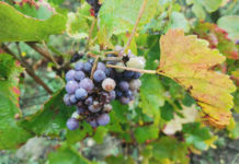 Bourgogne : cuvée 2022 abondante et de qualité