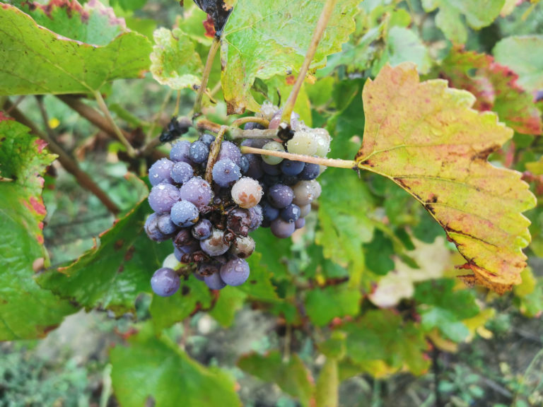 Bourgogne : cuvée 2022 abondante et de qualité